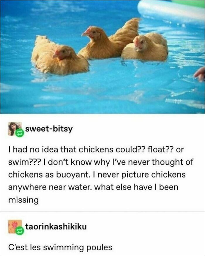 Three chickens floating in a pool with a Tumblr post about chickens swimming, highlighting funny Tumblr posts.