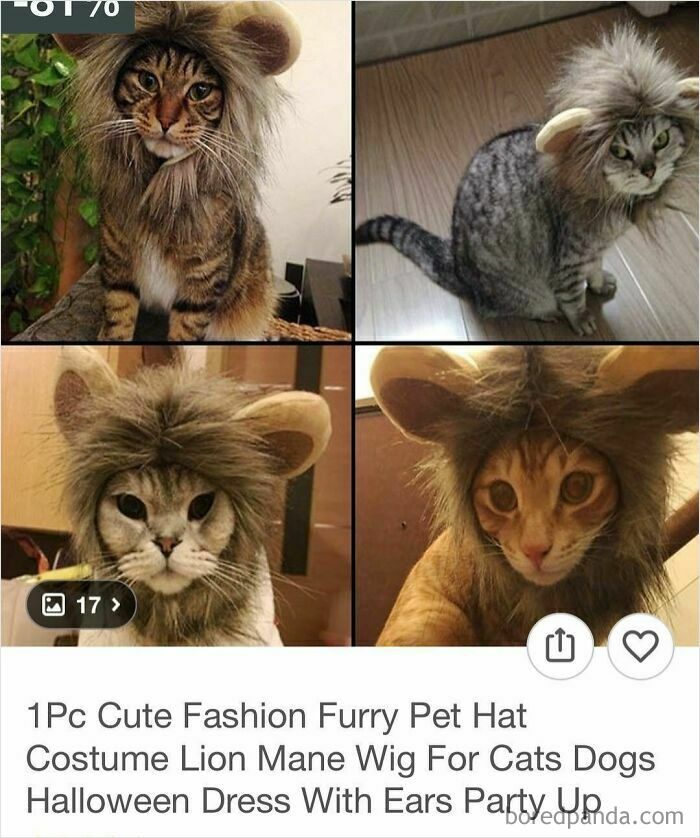 Cats wearing lion mane wigs purchased from Wish, showcasing surprising and amusing shopping finds on the site.
