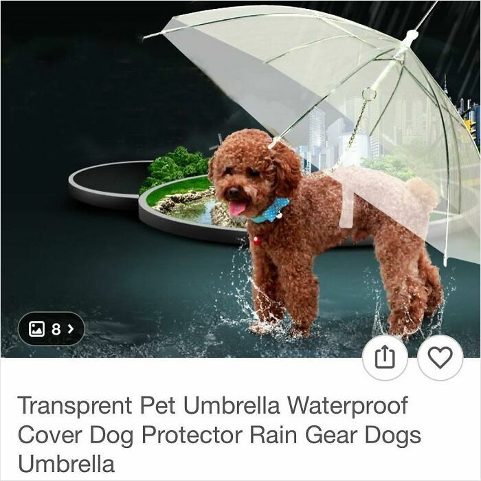 Small brown dog standing under a transparent waterproof pet umbrella, a unique Wish shopping find protecting from rain.