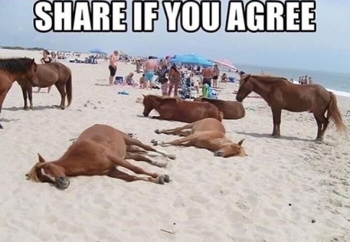 Horses lying and standing on a sandy beach with people in the background in a confusing and unhinged scene.