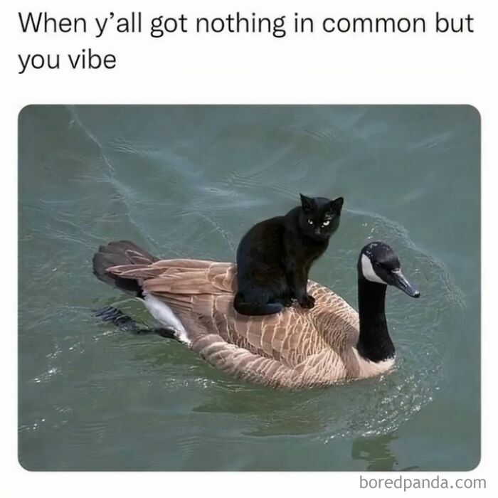 Black cat sitting on the back of a swimming goose, illustrating a funny meme about unlikely vibes and connections online.