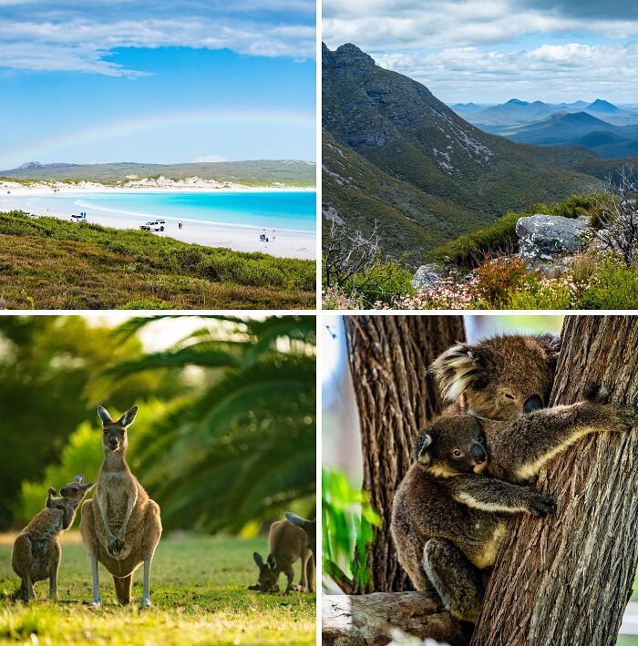 Breathtaking travel photos: rainbow over a pristine beach, lush green mountains, kangaroos in a field, and a koala with its baby.