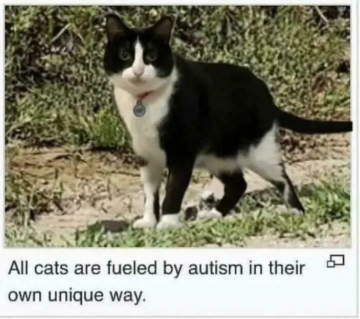 A black and white cat standing on grass and dirt, with the text All cats are fueled by autism in their own unique way. Relatable memes.