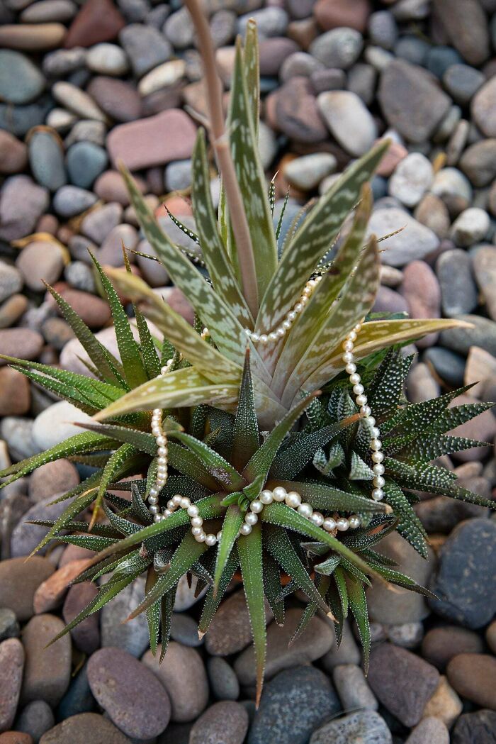 A string of pearls draped over a succulent plant, showing the unusual possession, against a background of river rocks.