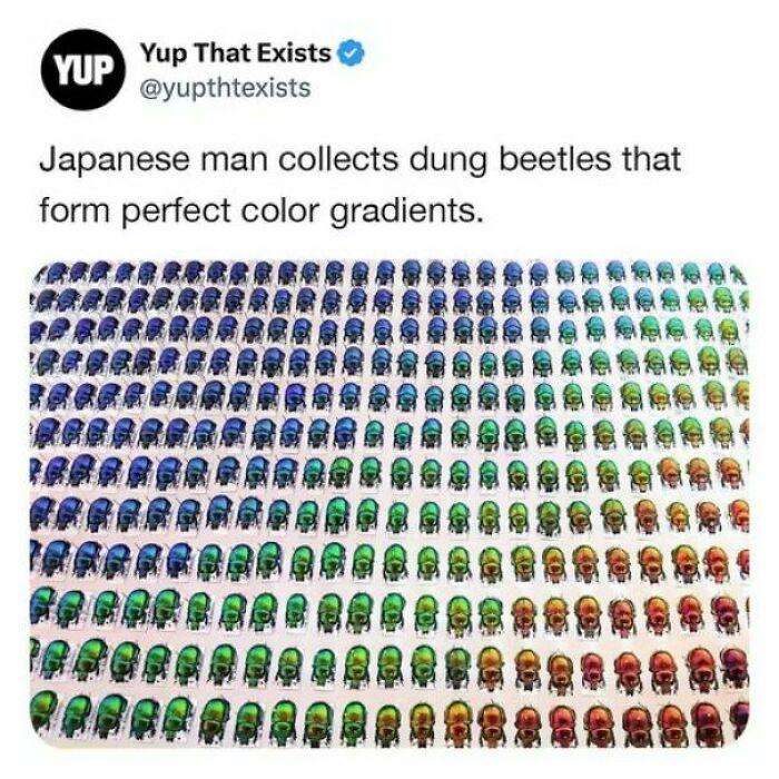 A Japanese man's collection of dung beetles arranged by color gradients. Relatable memes for unique interests.