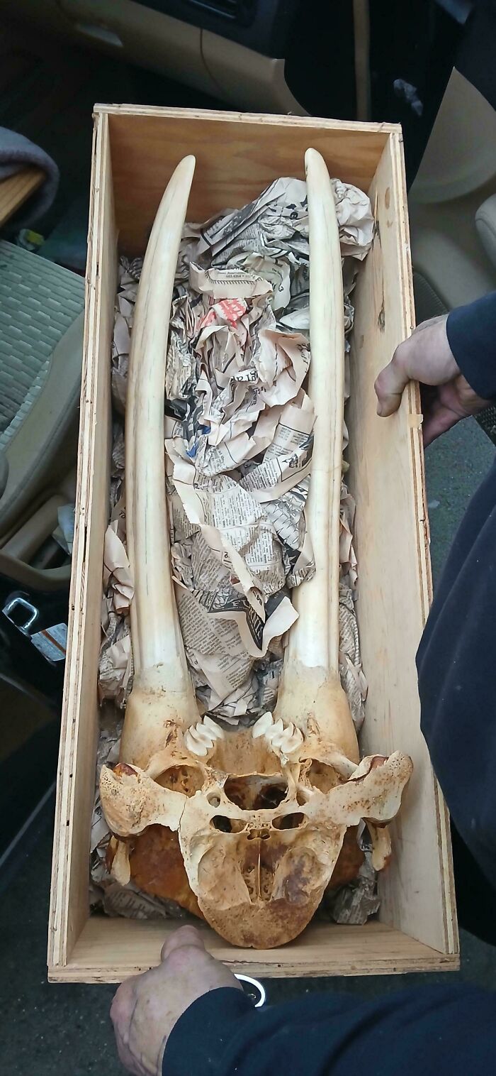 A wooden crate holds a skull with two large tusks, packed in newspaper, illustrating unusual possessions.