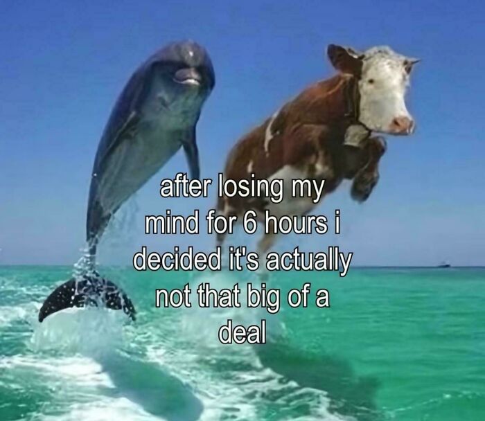 Relatable meme with a dolphin jumping out of the water next to a cow. Text: after losing my mind for 6 hours I decided it's actually not that big of a deal.