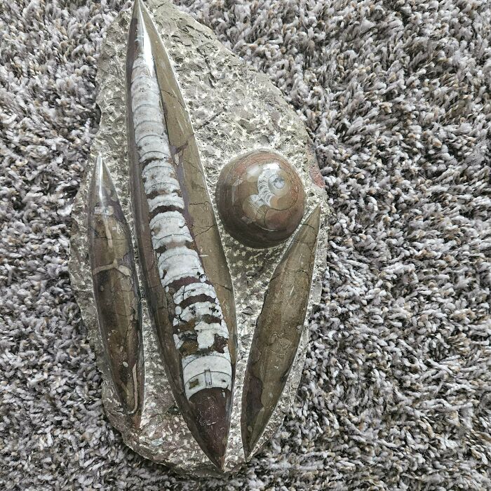 Fossilized orthoceras and ammonite specimens on a rough stone slab, showcasing unusual possessions value.
