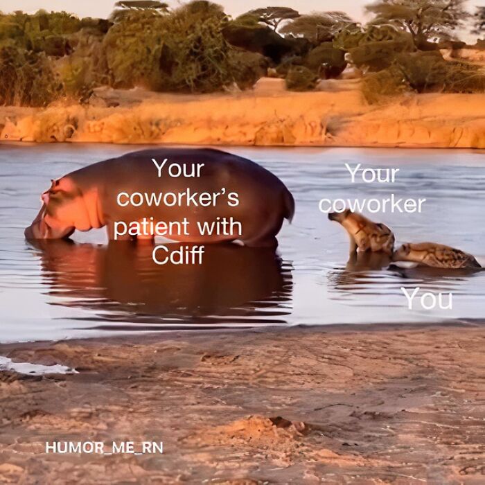 Hippos in a river labeled to illustrate a funny healthcare meme about coworkers and patients with Cdiff infection.