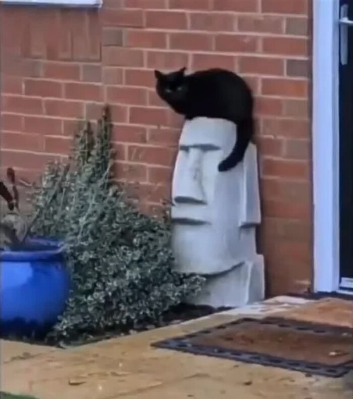 A black cat perches atop a Moai statue, creating a weird image that made people go hmmm.