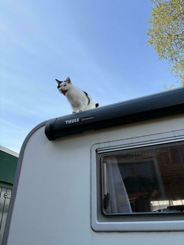 Funny black and white cat meowing on top of camper roof