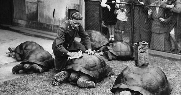 Candid old photo of a man polishing a giant tortoise, with other tortoises around him, and onlookers.