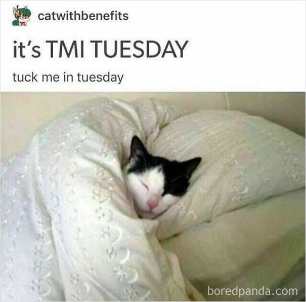 A black and white cat sleeping soundly, tucked under a white blanket and resting on a pillow. A wholesome post for animal lovers.