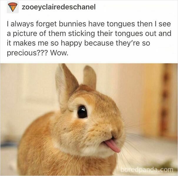 Wholesome-Cute-Memes