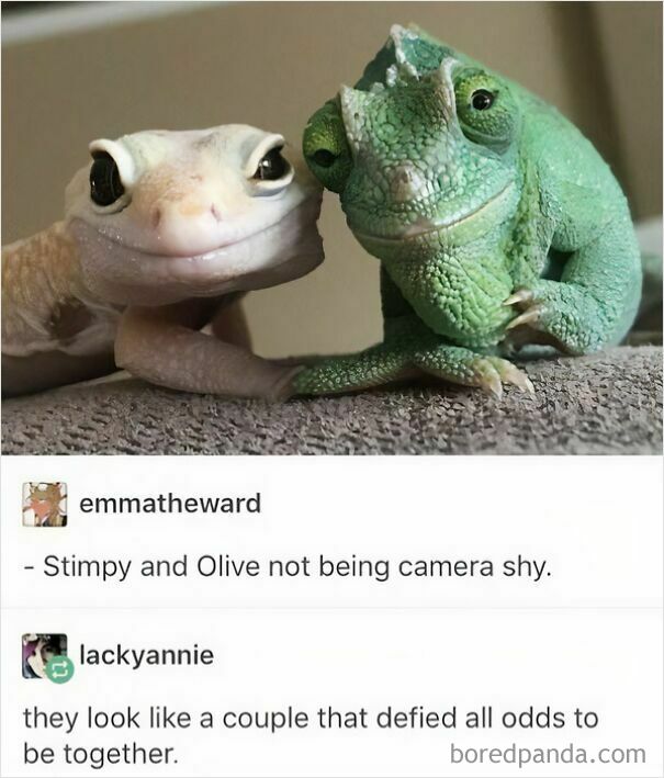 A gecko and a chameleon posing together, a wholesome post and meme about unlikely animal friendship.