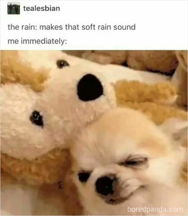 A wholesome meme of a chihuahua looking sleepy and cozy, next to a plush toy, reacting to the sound of rain.