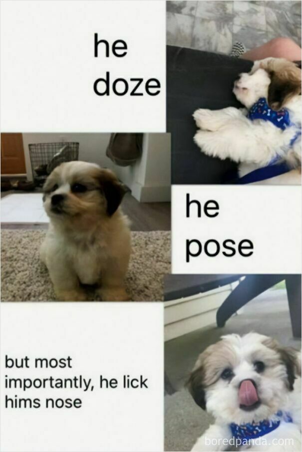 A wholesome post meme of a cute puppy: napping, sitting, and licking its nose.