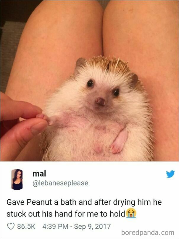 Wholesome-Cute-Memes