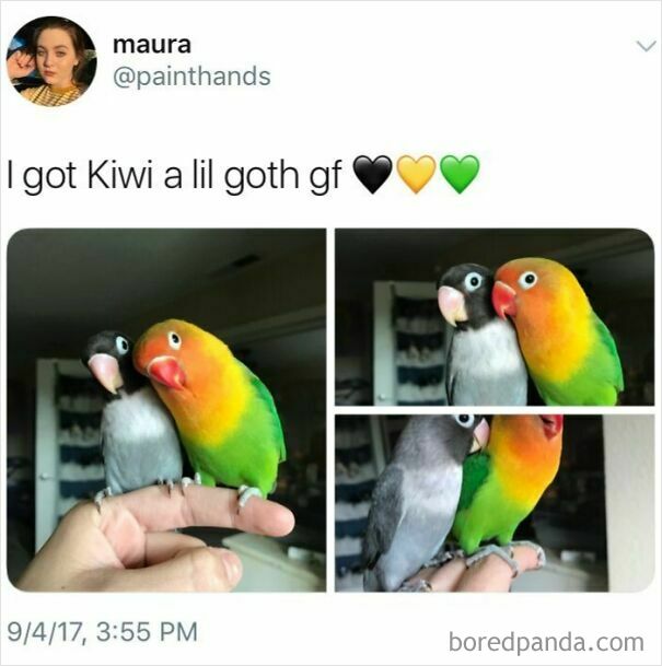 Wholesome posts and memes. A vibrant green and yellow lovebird with a black and white lovebird on a person's finger.