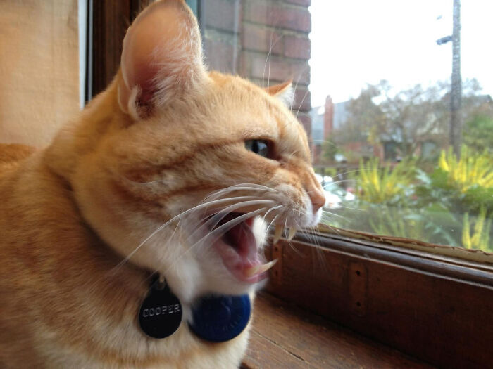 Orange cat with collar meowing near a window looking outside