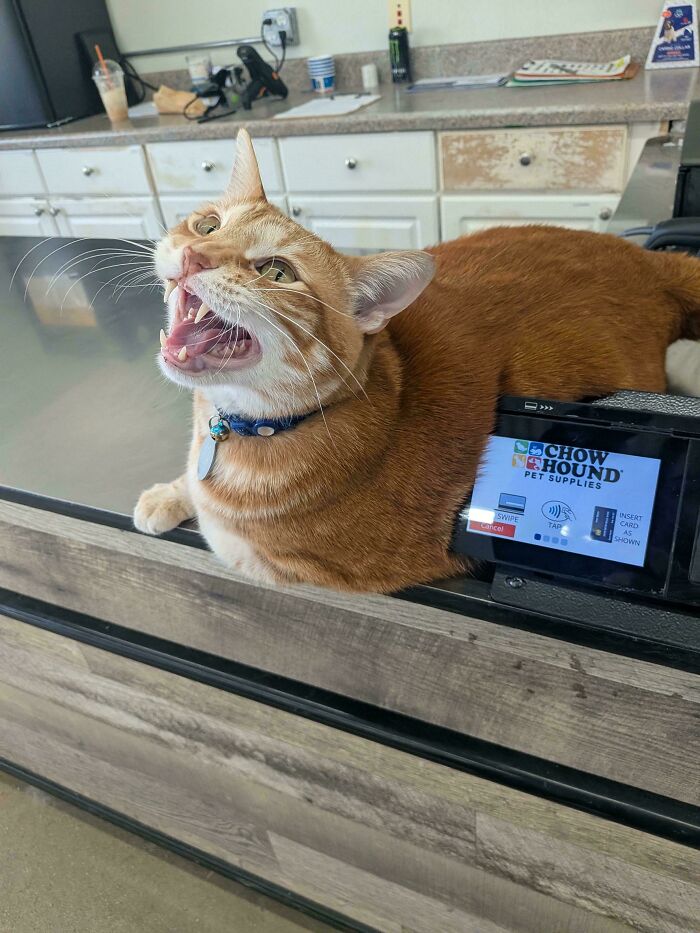 Orange tabby cat meowing at a pet supply counter indoors
