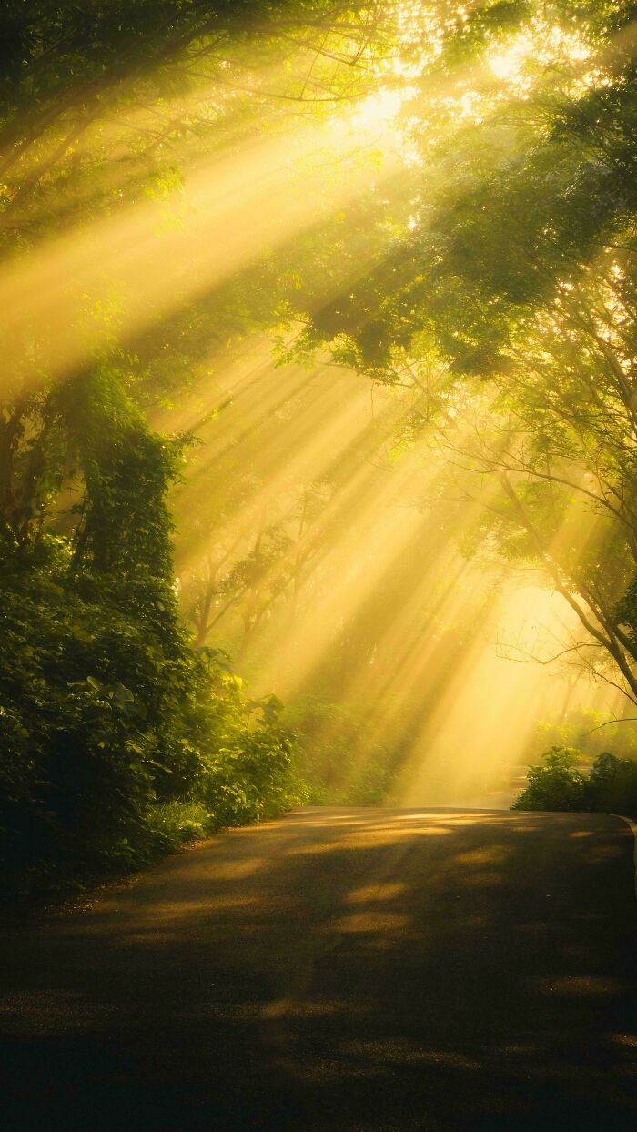 Sunbeams pierce through lush green trees onto a forest road, a satisfying picture for a gentle reset.