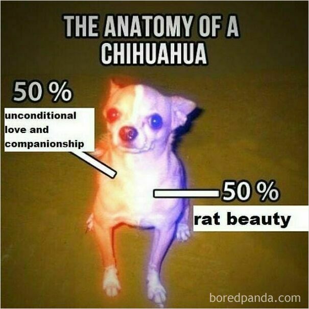 A chihuahua meme, glowing orange and blue, with text describing it as 50% unconditional love and 50% rat beauty. Wholesome posts.