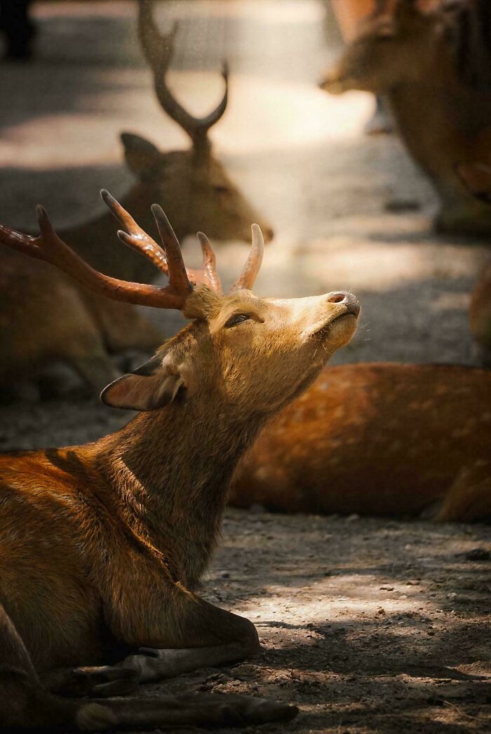 A brown stag with antlers rests, its head tilted upwards, basking in sunlight. This is a satisfying picture.