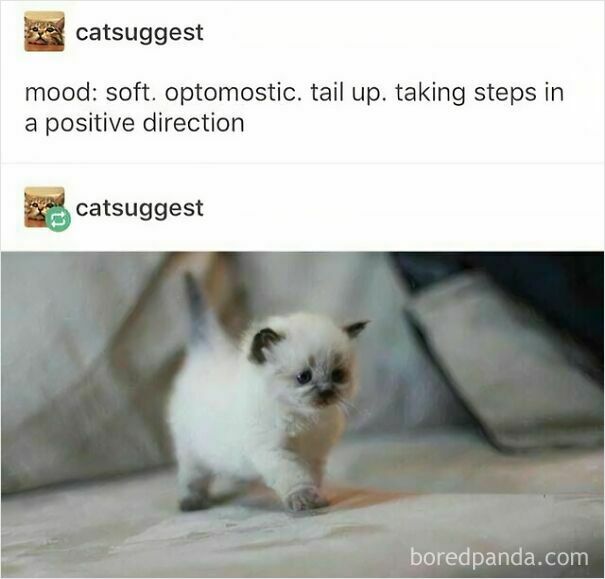 A tiny kitten with dark ears takes its first steps, tail up, representing wholesome posts and memes.