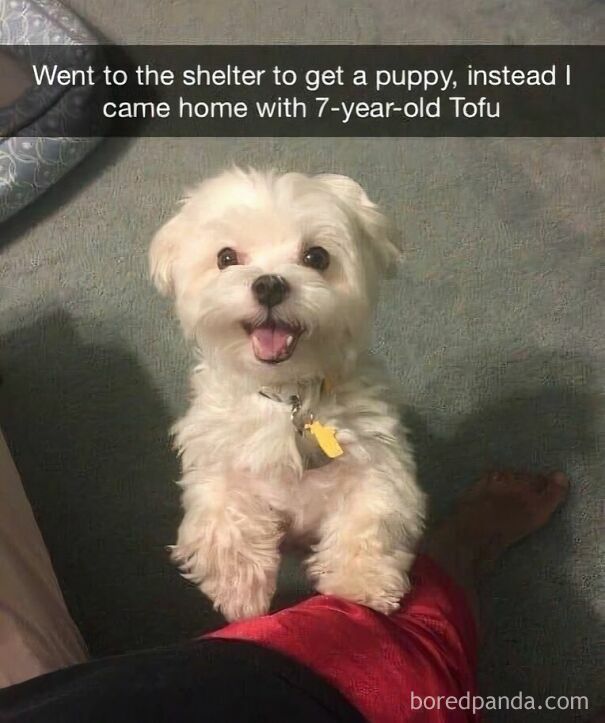 A wholesome image of a happy 7-year-old white Maltese named Tofu, standing on a person's leg.