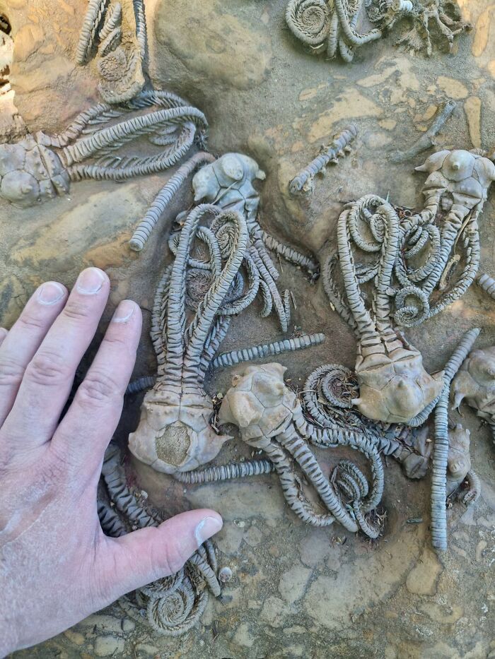 Unbelievable photos of fossilized crinoids in a rock formation, with a hand for scale, showcasing Earth's ancient life.