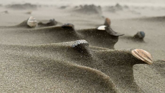 Unbelievable photos of seashells on sandy ground, with sand being blown by the wind, looking like another universe.