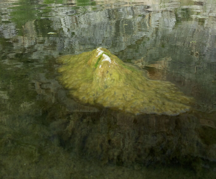 Unbelievable photos of an algae-covered rock in clear water, reflecting a blurry green and gray background, from Earth.