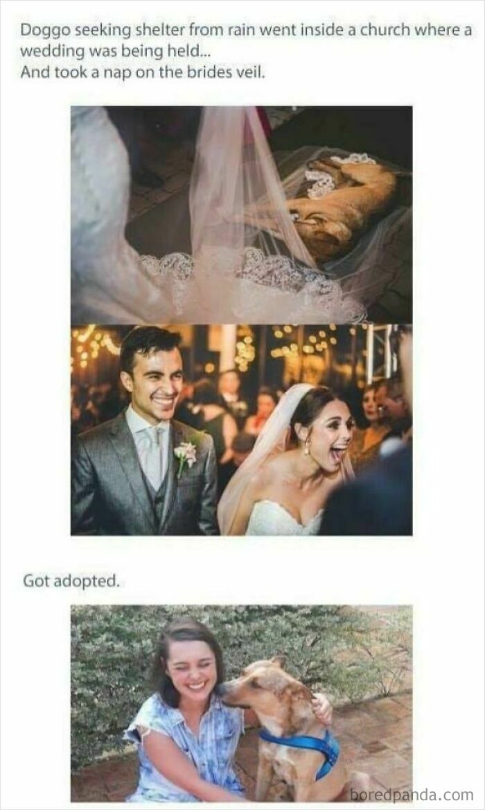 Dog seeking shelter, napping on bride’s veil, then happily adopted, showing heartwarming positivity and love.