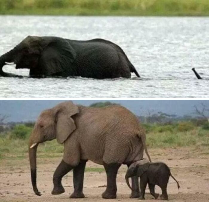 Elephants showing heartwarming moments in nature that might inject positivity and warmth into your life.