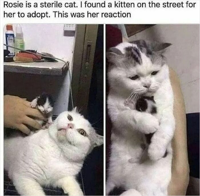 Sterile cat meeting a kitten for the first time showing heartwarming and positive reaction in a comforting embrace.