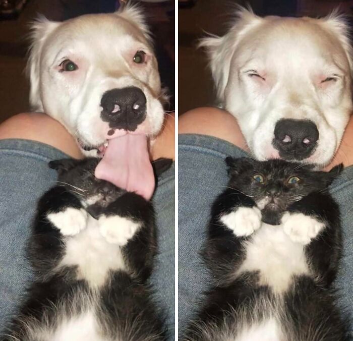 A heartwarming dog licking and cuddling a surprised black and white cat, capturing much-needed positivity and joy.