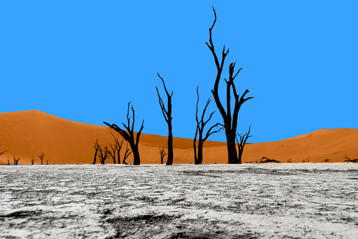 Unbelievable photos of d**d trees in a desolate desert with orange dunes under a blue sky, feeling like another universe.