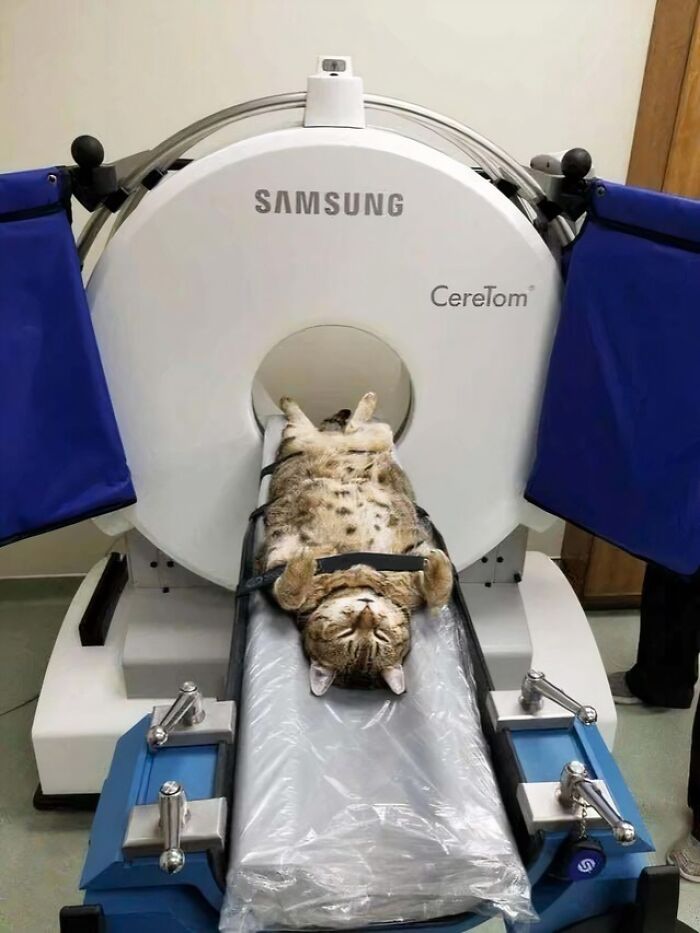 Tabby cat lying on its back inside a scanner machine, showing a calm scene connected to devil sunrise photos theme.