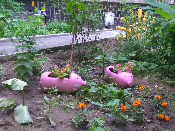 Two pink pig-shaped planters, repurposed from plastic bottles, hold pink flowers. A creative example of turning trash into something useful.
