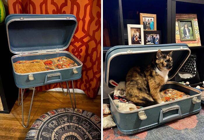A creative person turned an old suitcase into a cat bed. The cat sits inside the surprisingly useful cat bed.