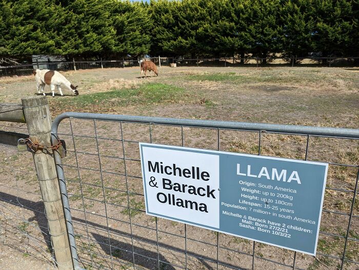 A farm gate with a sign for llamas named Michelle & Barack Ollama, grazing in a field. Funny farm animals.