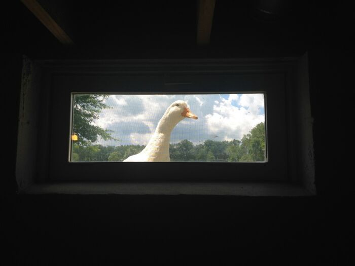 A large white duck peering into a dark window, framed by trees and a cloudy sky, illustrating funny farm life.