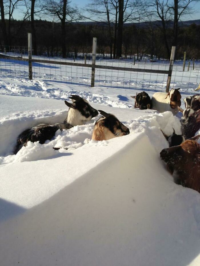 A group of goats standing in deep snow on a farm. One black and white goat is looking up, buried in snow, showing farm life.