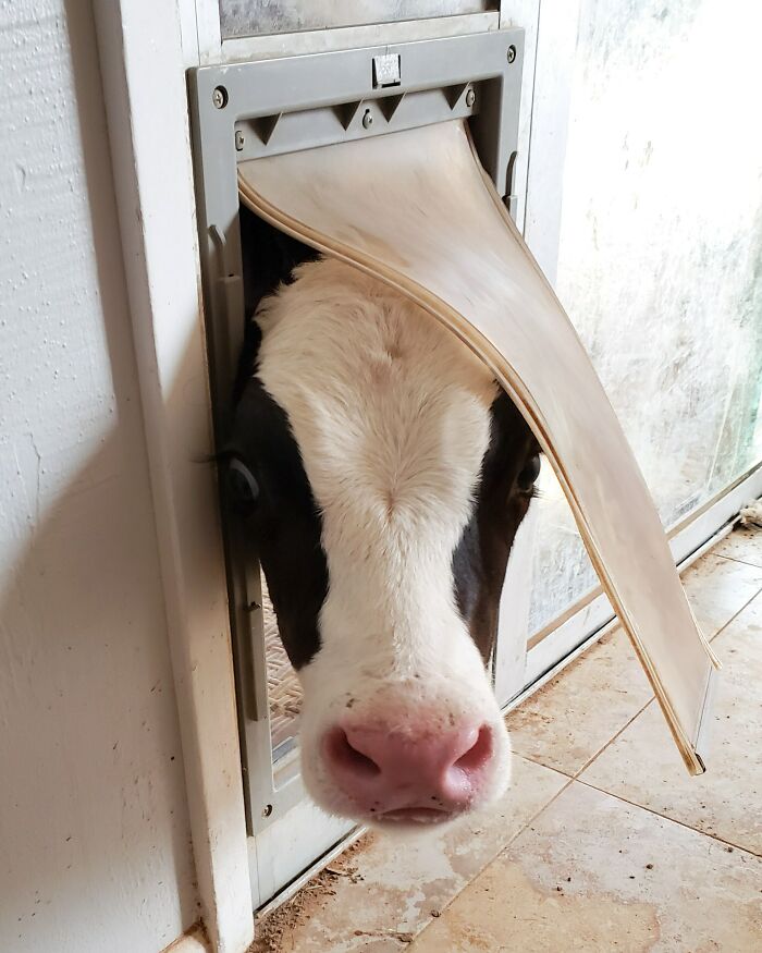 A curious calf peeks through a small pet door, a humorous farm moment for anyone living on a farm.