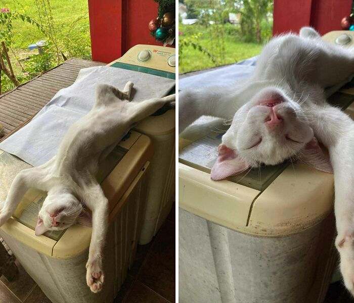 A funny pet, a white cat, sleeping on its back on a washing machine, displaying a unique posture.
