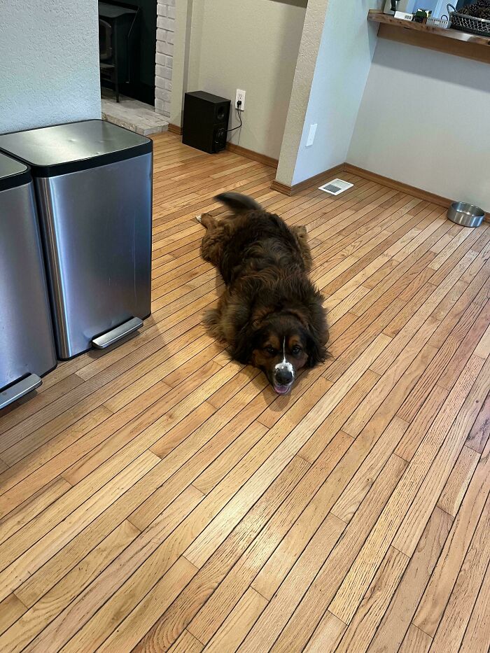 Funny pets: A large, shaggy brown dog with white markings lies flat on a light hardwood floor, resembling a rug.