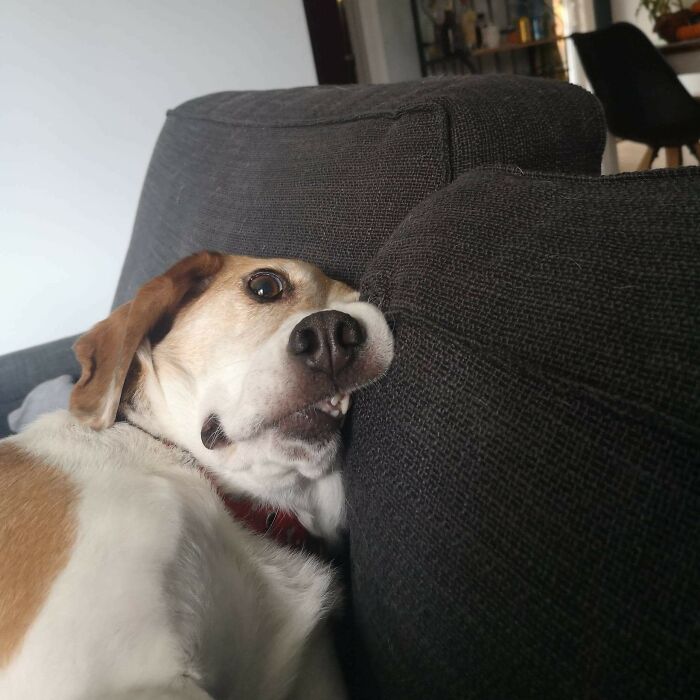 Funny pet, a beagle mix, head awkwardly squished into a gray sofa cushion, eyes wide, showcasing funny pets.