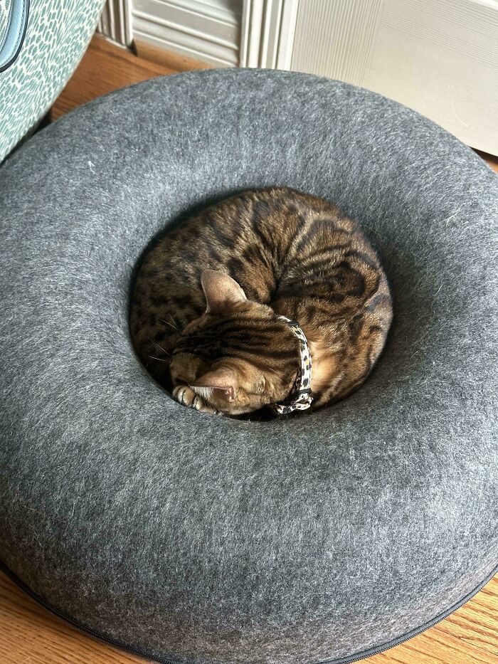 A funny pet, a tabby cat, curled up sleeping in a round grey felt bed. It missed the memo on existing normally.