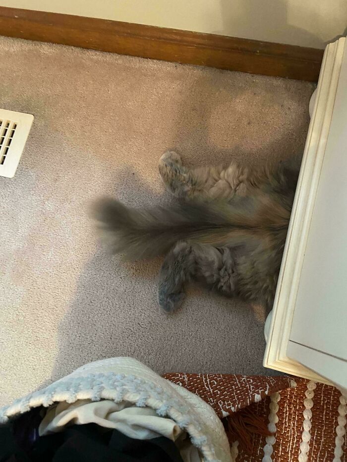 A funny pet, a gray cat, is humorously hidden behind furniture, showing only its fluffy tail and back legs.